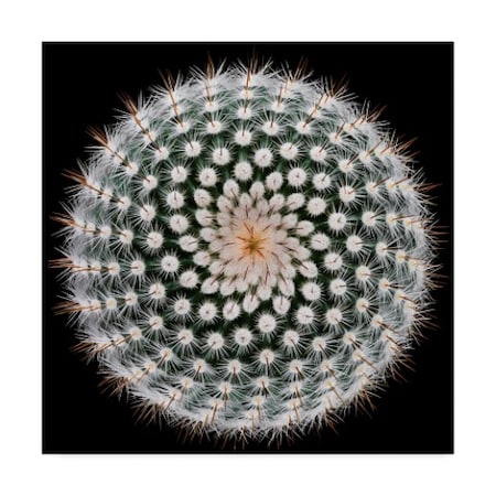 Victor Mozqueda 'Notocactus Scopa' Canvas Art,18x18